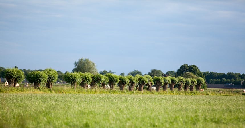 Knotwilgen Kraaigraaf