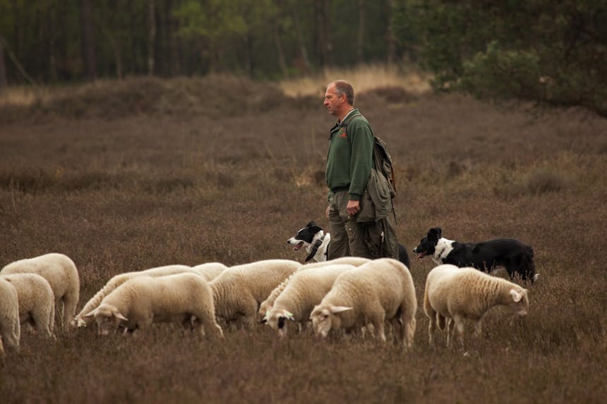 Kudde schapen op de heide met herder en twee bordercollies