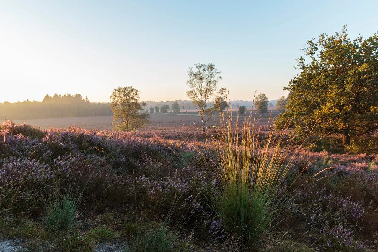 Een groot heideveld in bloei met verspreide bomen en een bosrand op de achtergrond, gelegen op landgoed De Dellen en Heerder Sprengen.
