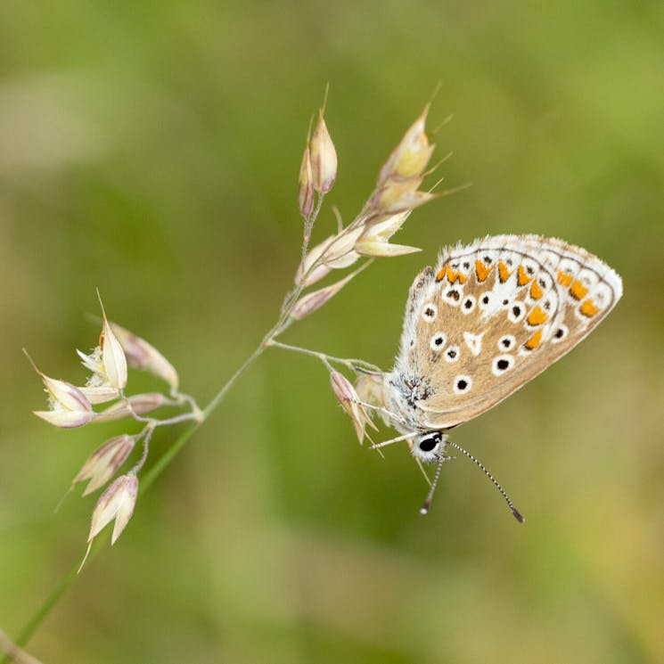 Bergharen; bruine vlinder met oranje vlekken langs de vleugelranden (vlindernaam: bruin blauwtje)
