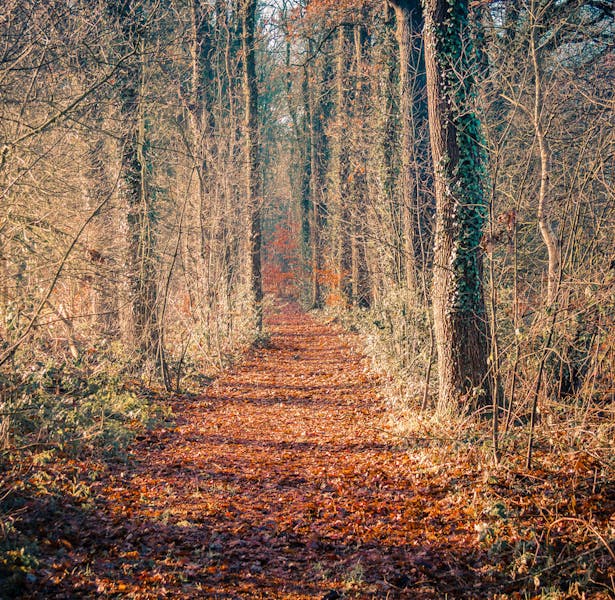 Scholtengoed Hijink; bospad in de herfst