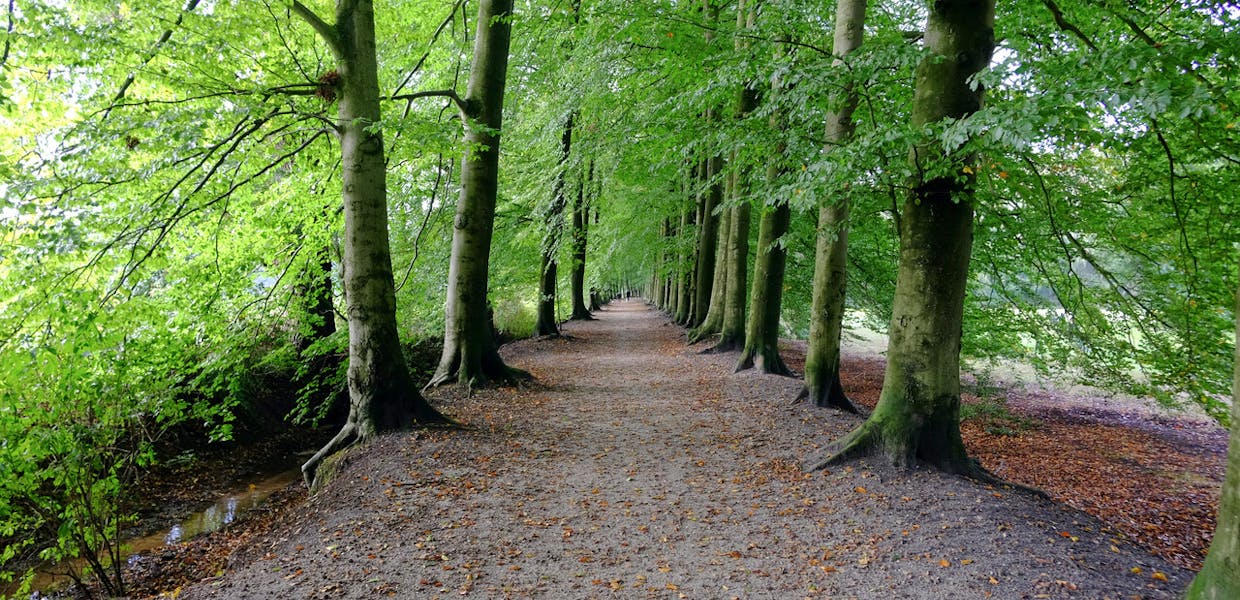 Middenlaan landgoed Huis te Eerbeek