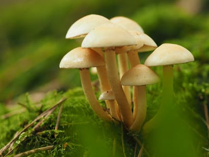 groepje lichtgekleurde paddenstoelen