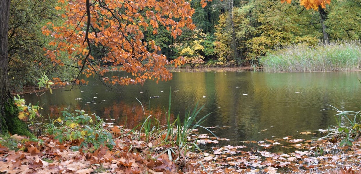 vijver met herfstbladeren