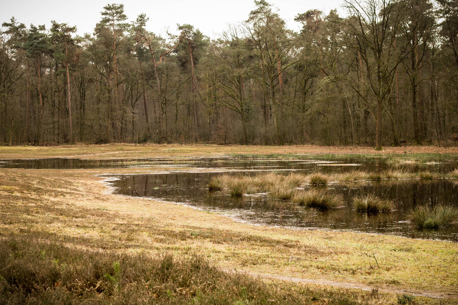 Landgoed Hagen in de winter; op de voorgrond heide en een ven en op de achtergrond een naaldbos.