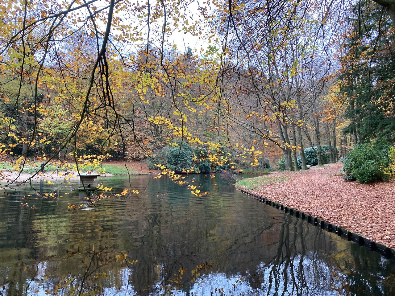 vijver in een bos in de herfst