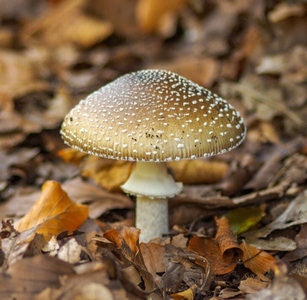 Landgoed Lichtenbeek en Boschveld; paddenstoel tussen afgevallen herfstbladeren