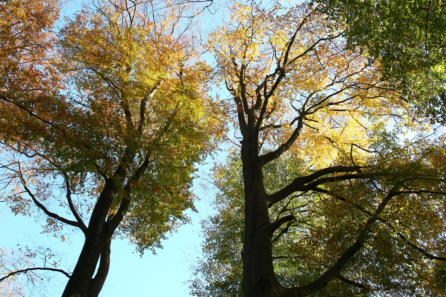 Driemark; twee grote bomen in herfstkleuren