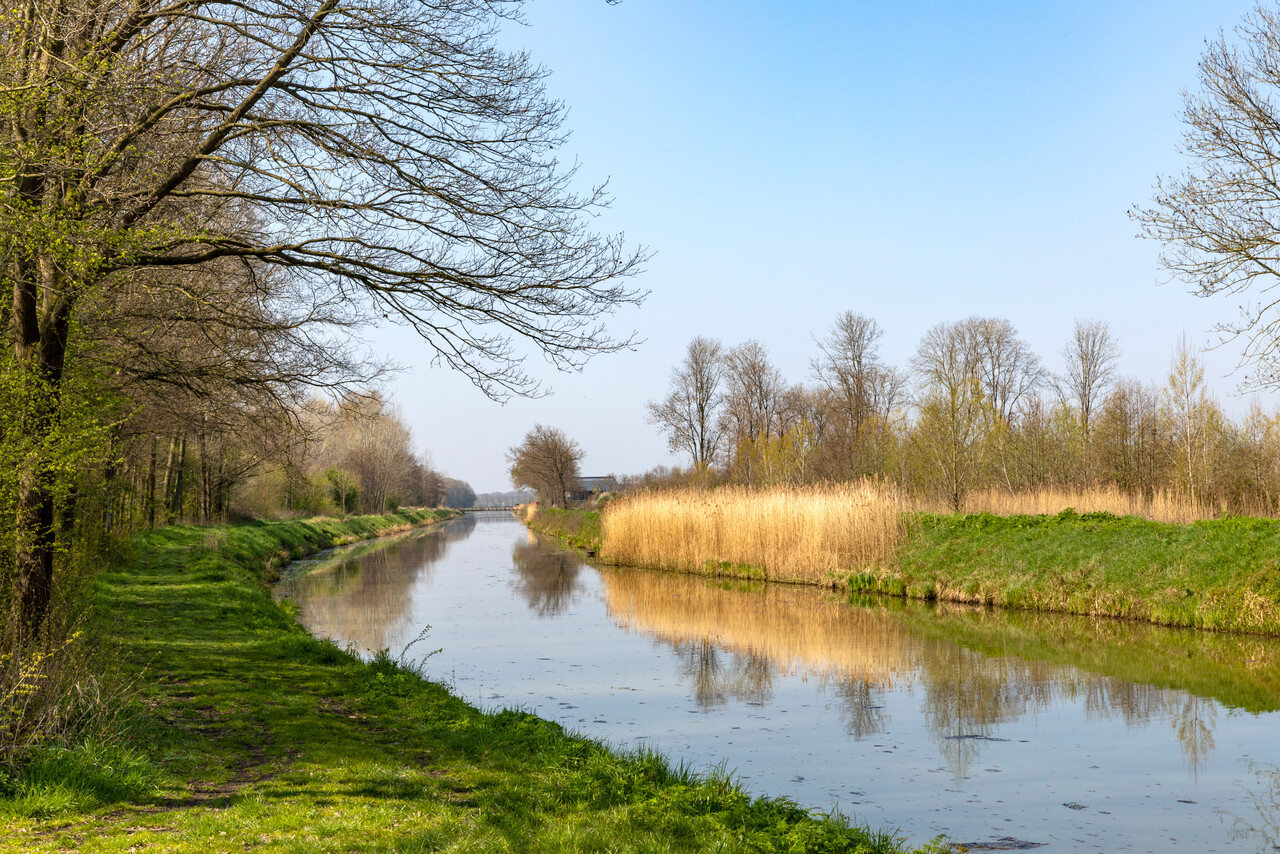 Bergharen; water, rietkraag, gras en bomen in het voorjaar.