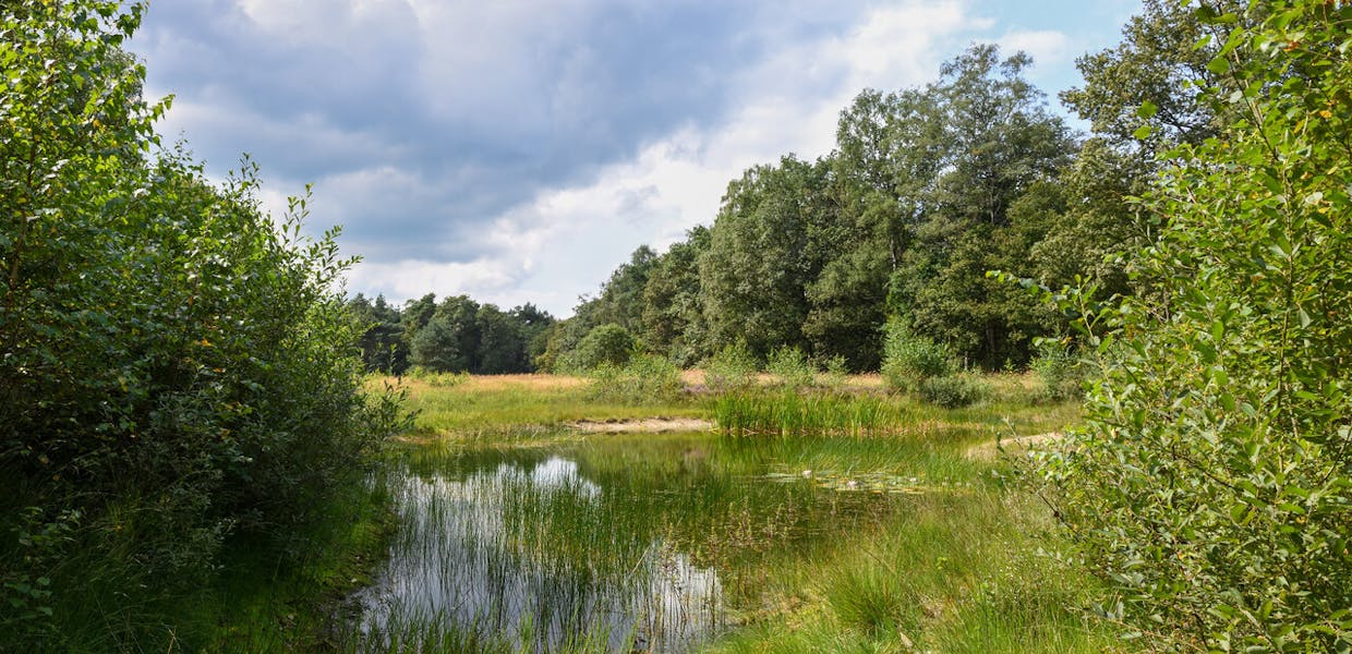 vijver in het Wilbrinkbos