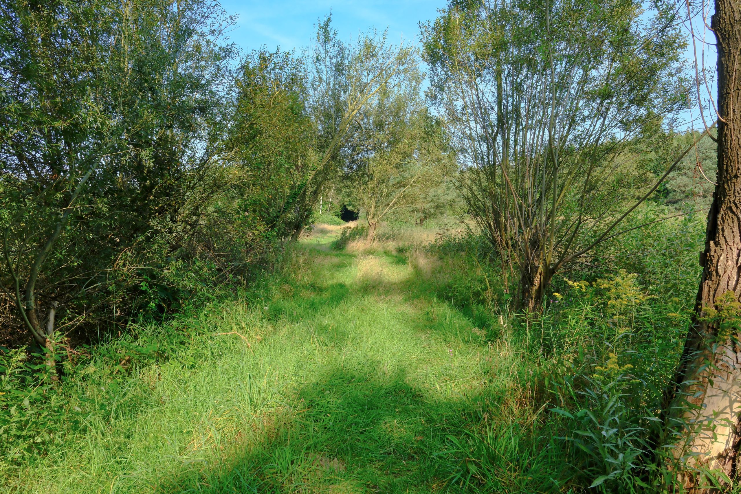 De Heugte; graspad met aan beide zijden wilgenbomen