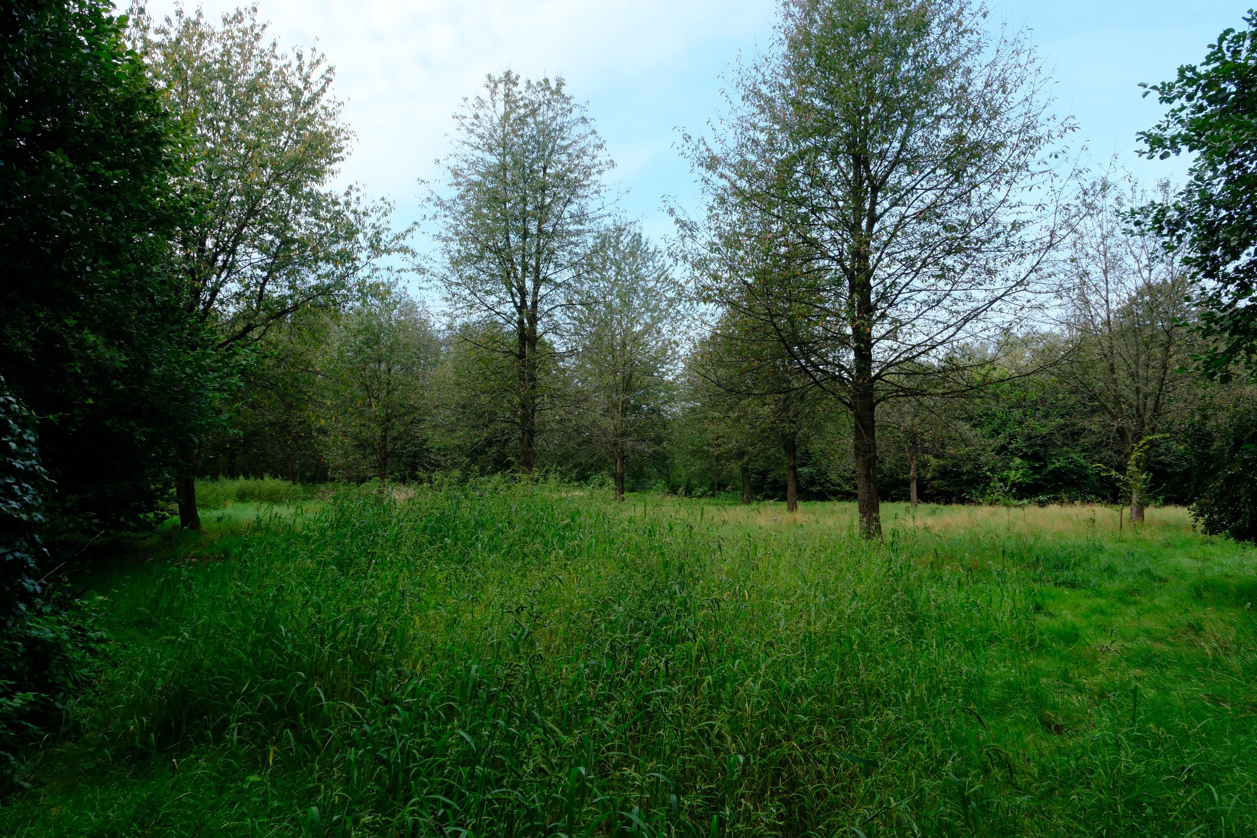 De Heugte; grasland met loofbomen