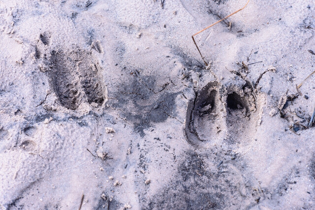 Landgoed Lichtenbeek en Boschveld; diersporen in de sneeuw