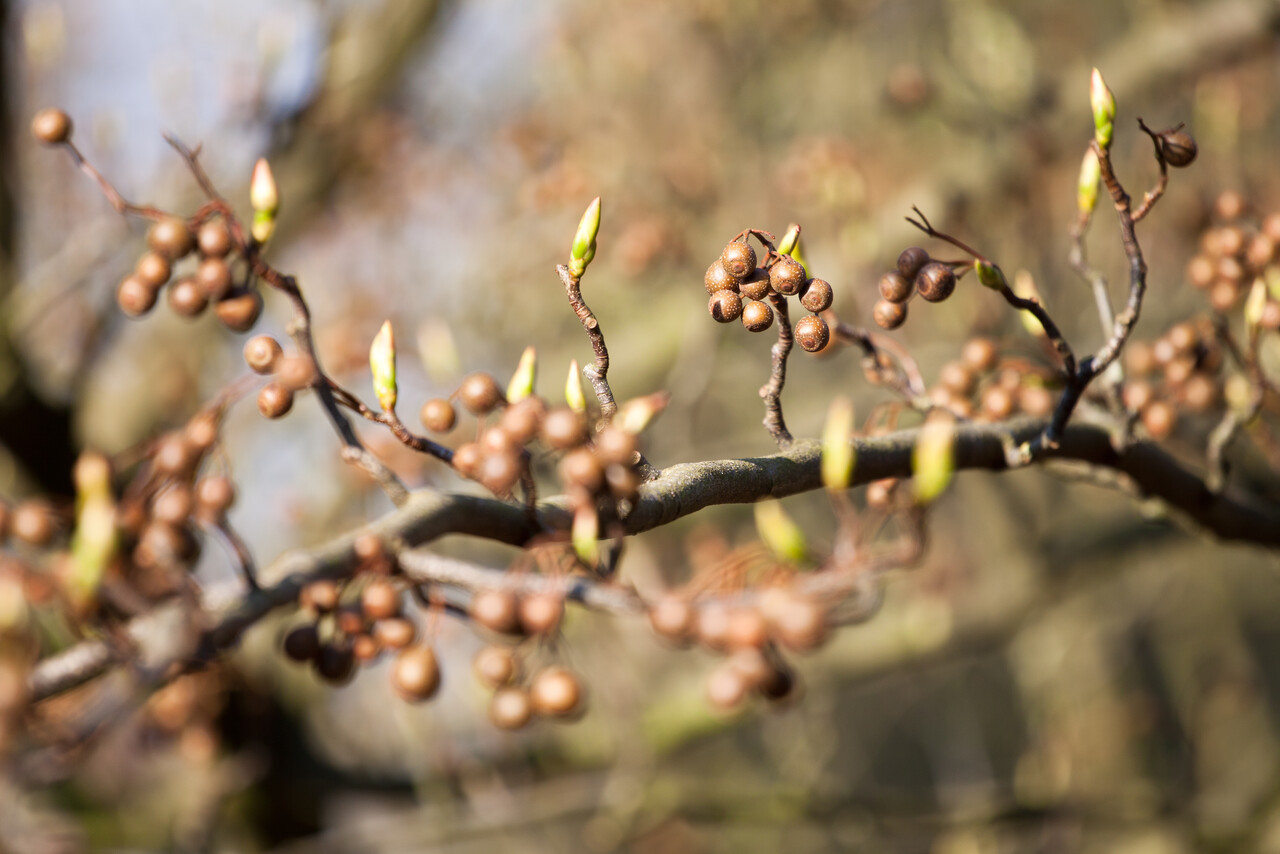 Driemark; voorjaar; tak met knoppen