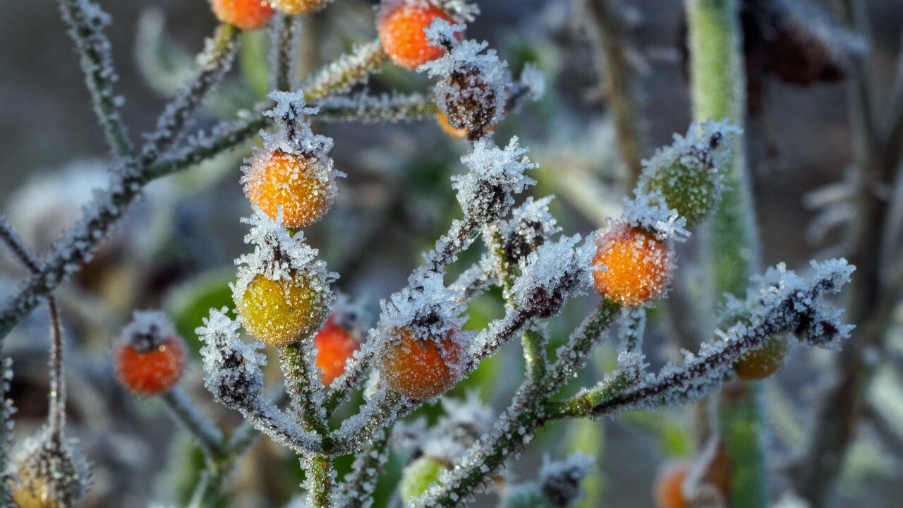 rijp op een tak met oranje en gele bessen