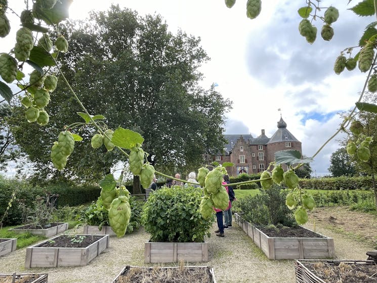 Hoptuin bij kasteel Ammersoyen
