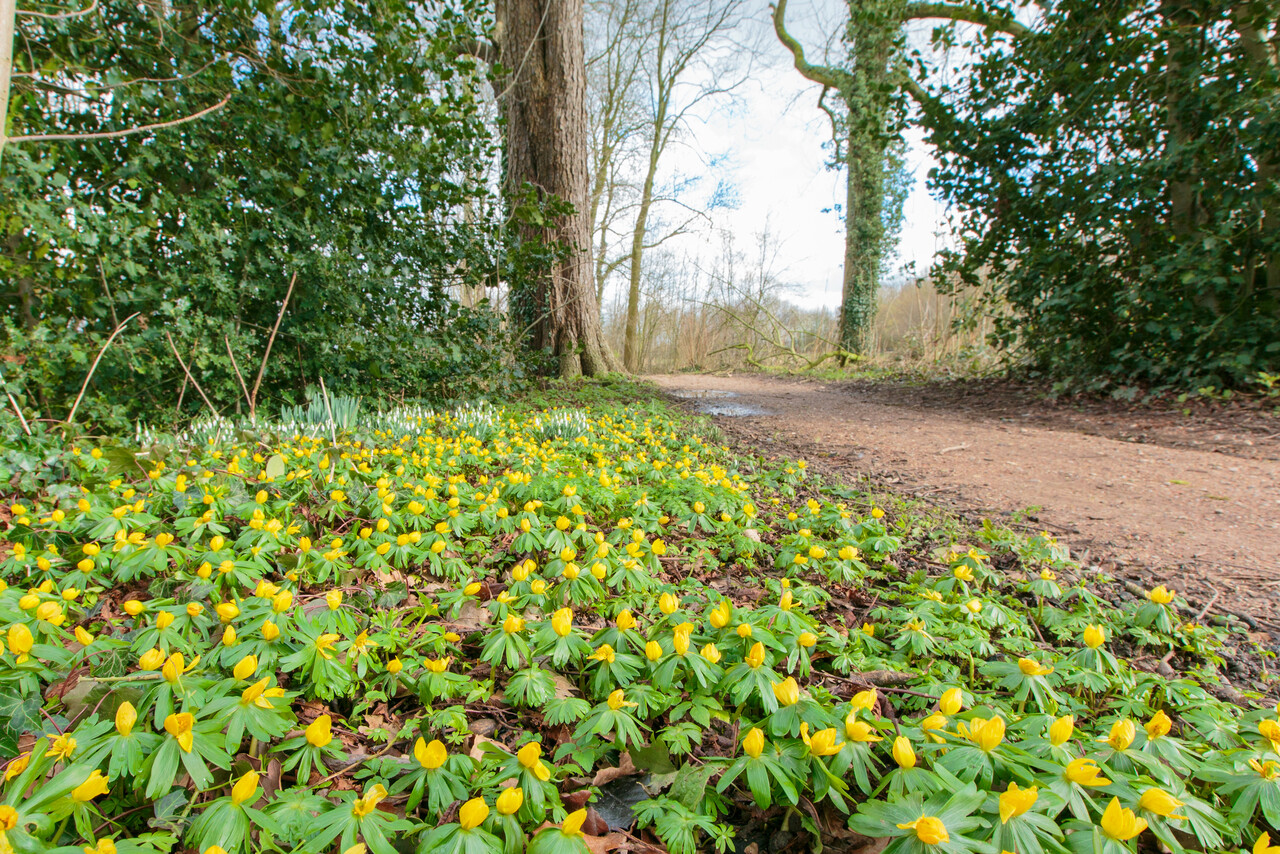 Bloeiende stinsenplanten langs een pad op Landgoed Brakel