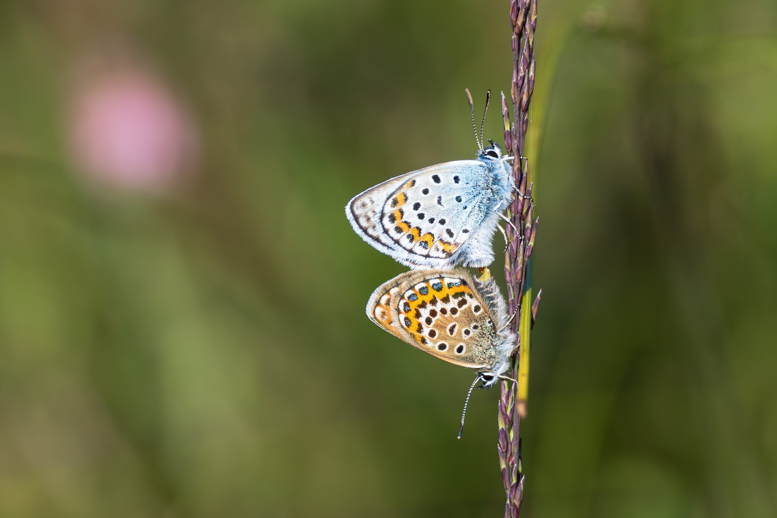 Heideblauwtje op Staverden