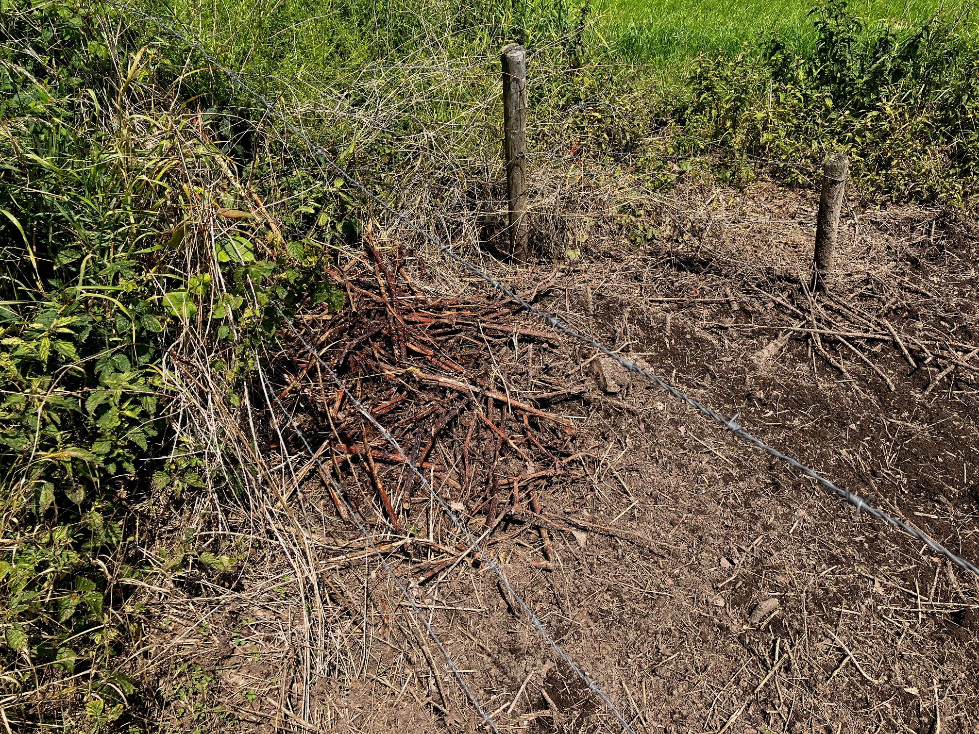 bestrijding-Japanse-duizendknoop-met-kokend-water