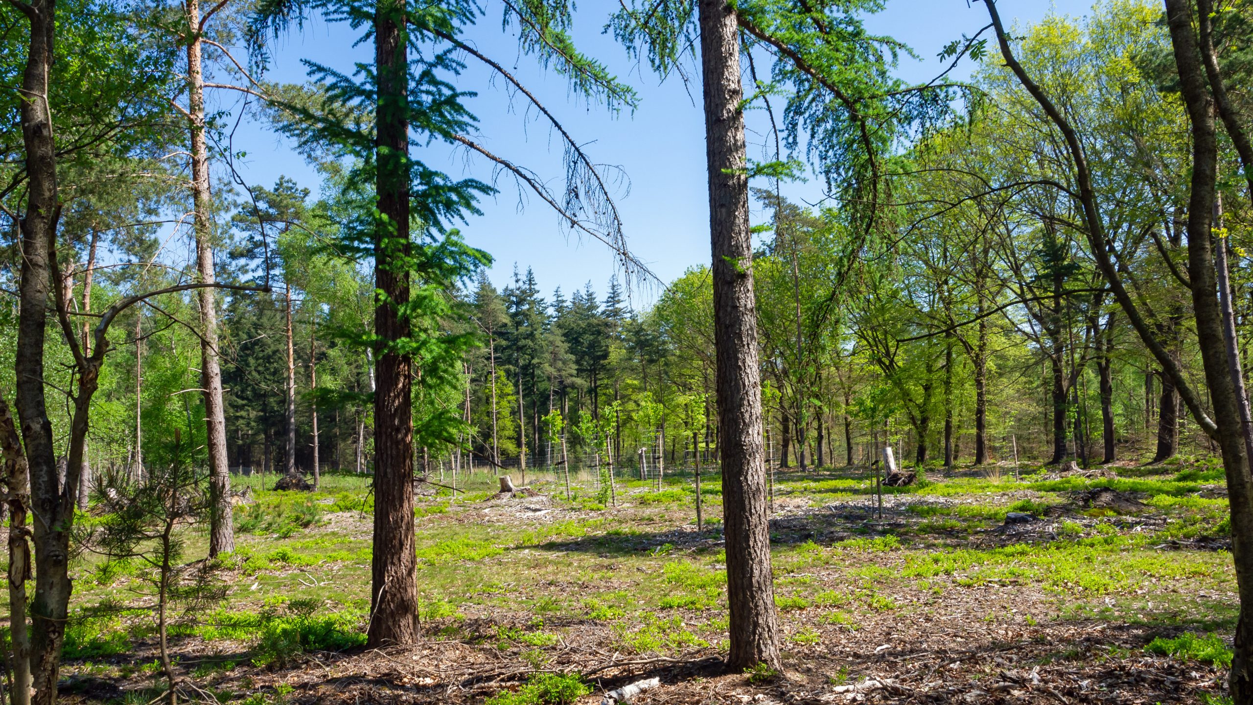 Nieuw aangeplante bomen in het Orderbos