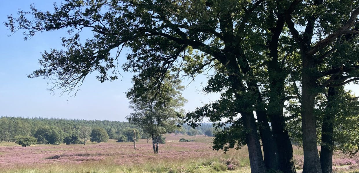 Grote boom in blad in bloeiende heide