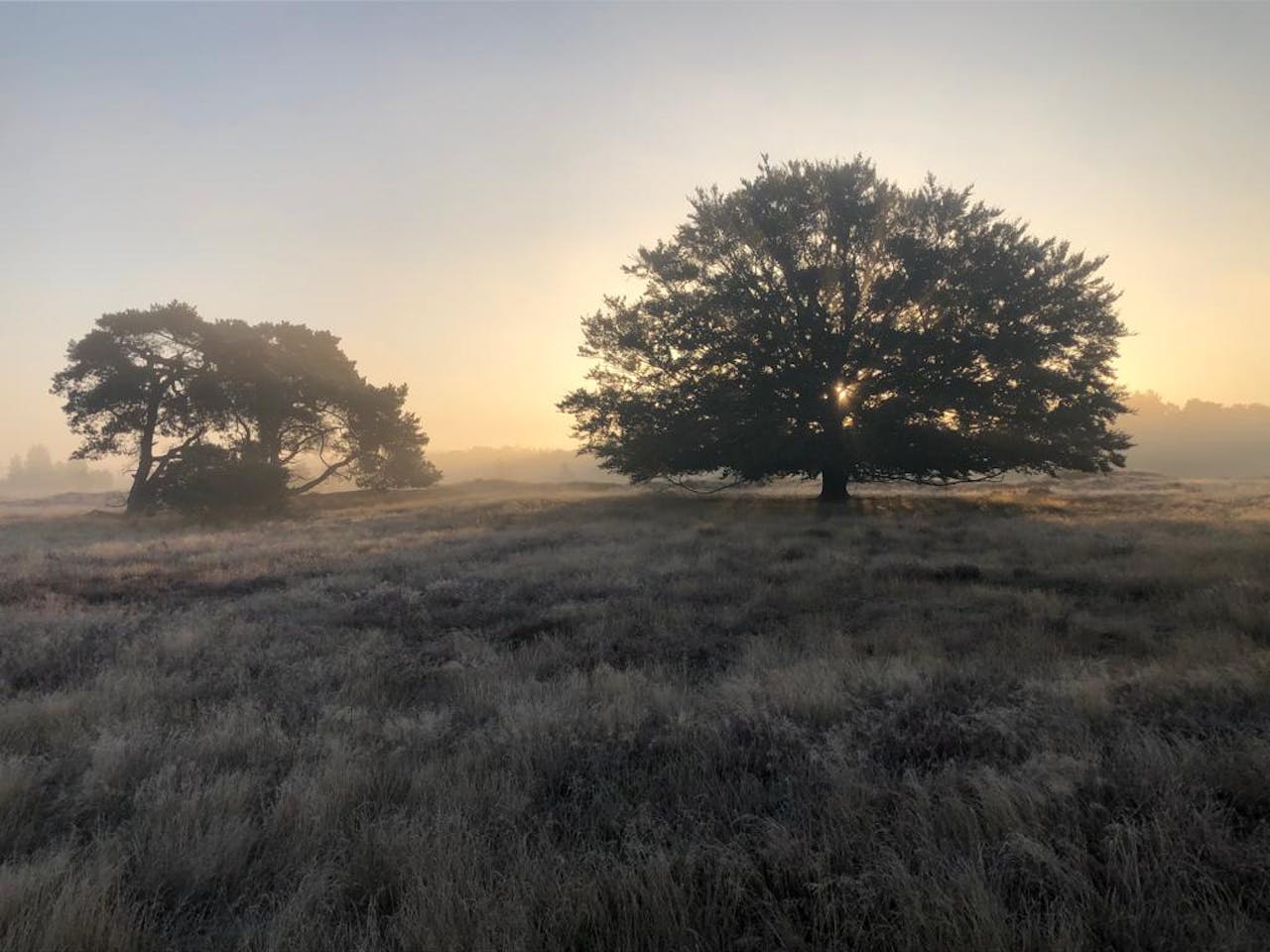 Bomen in de scherming op het Wekeromse Zand