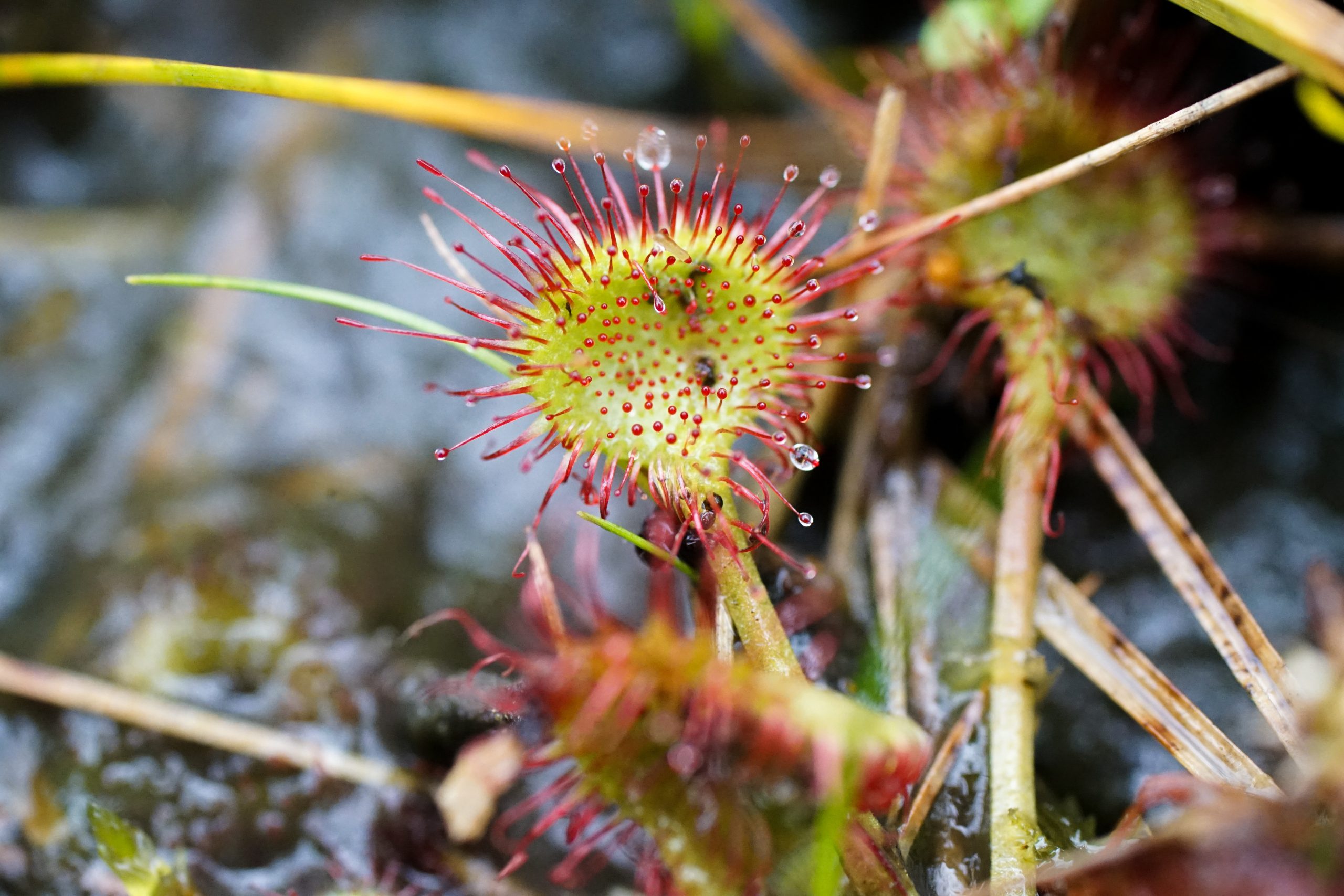 kleine zonnedauw in het Wisselse Veen