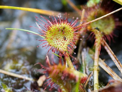 kleine zonnedauw in het Wisselse Veen