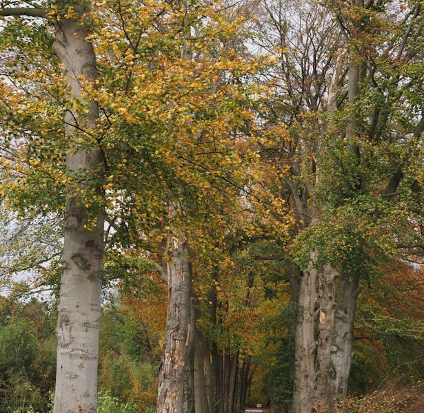 Herfst bospad landgoed de Hagen
