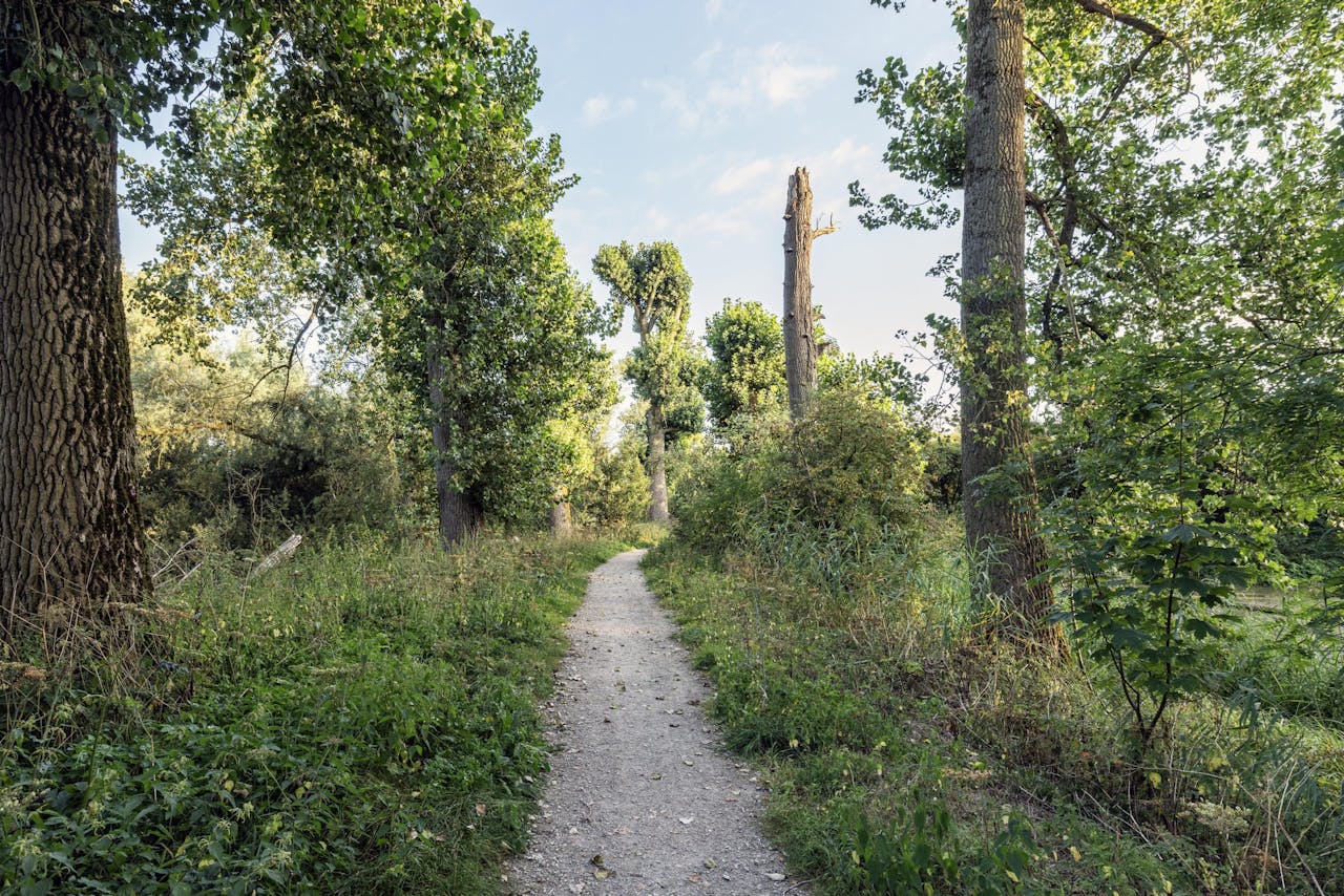 Dode bomen in het Laakbos in Druten. Deze bomen worden weggehaald in de herfst 2025.