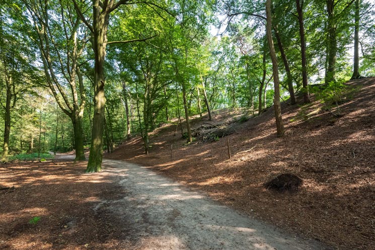 wandelpad in het Wilbrinkbos