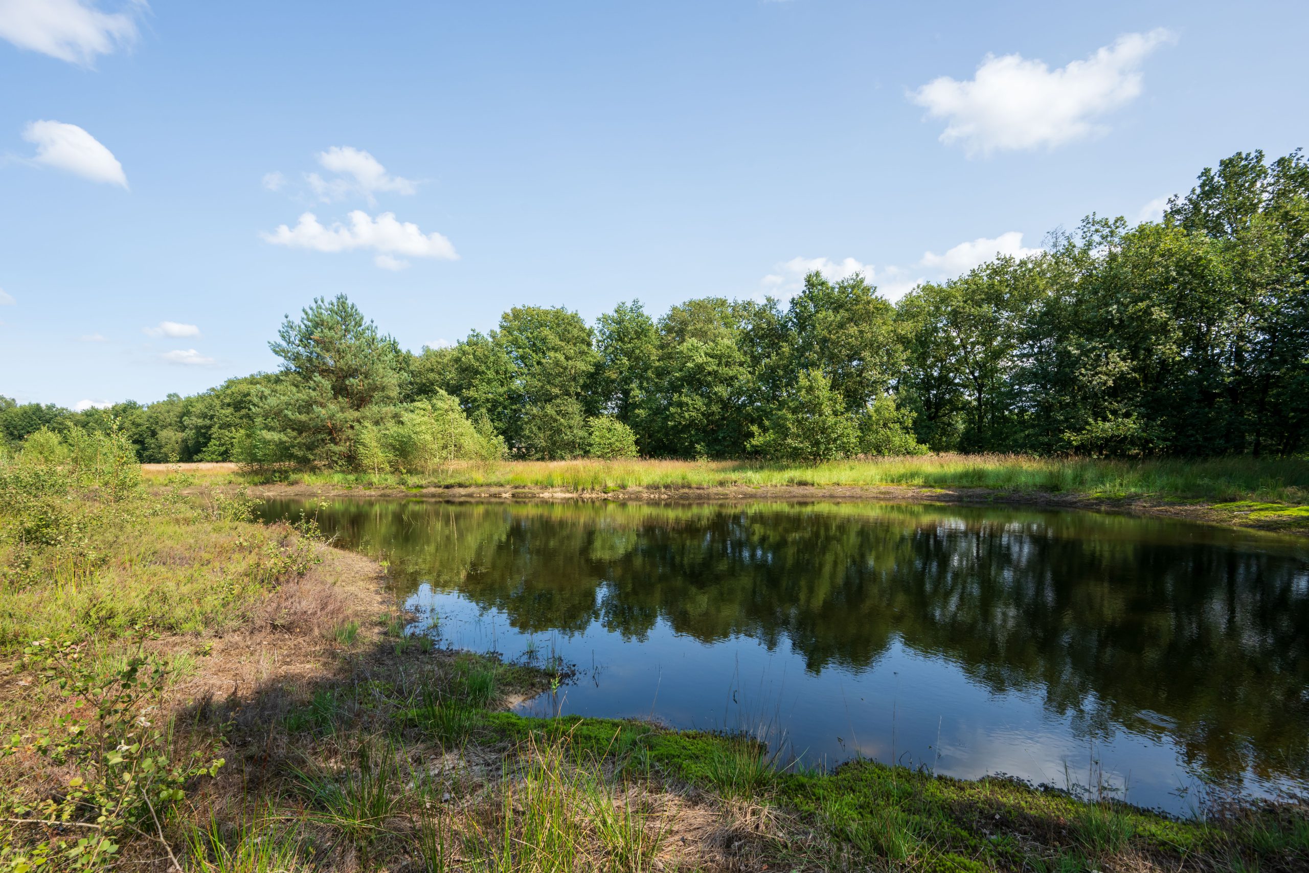 ven in het Wilbrinkbos