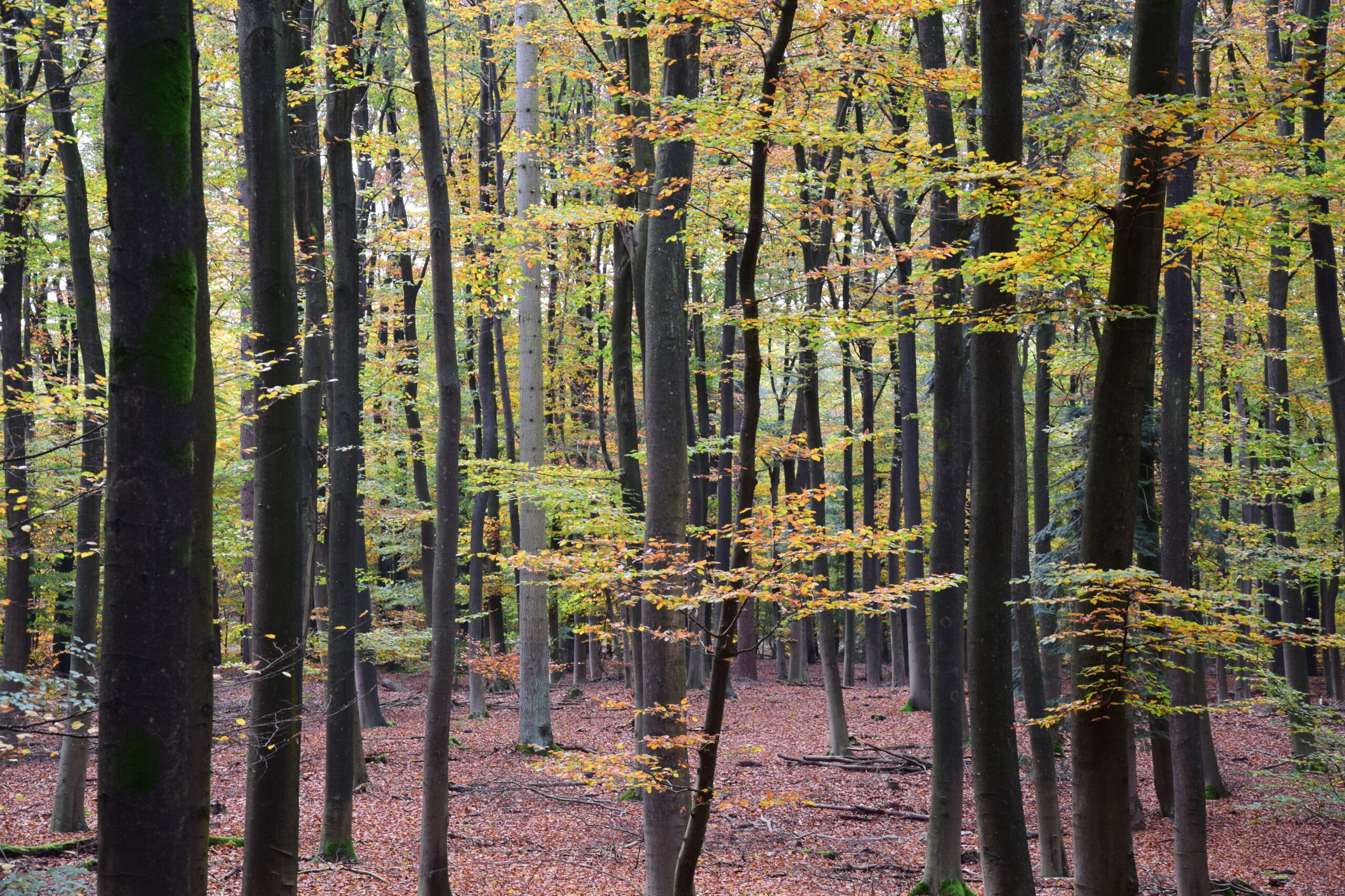 dicht bos op landgoed Vijverberg