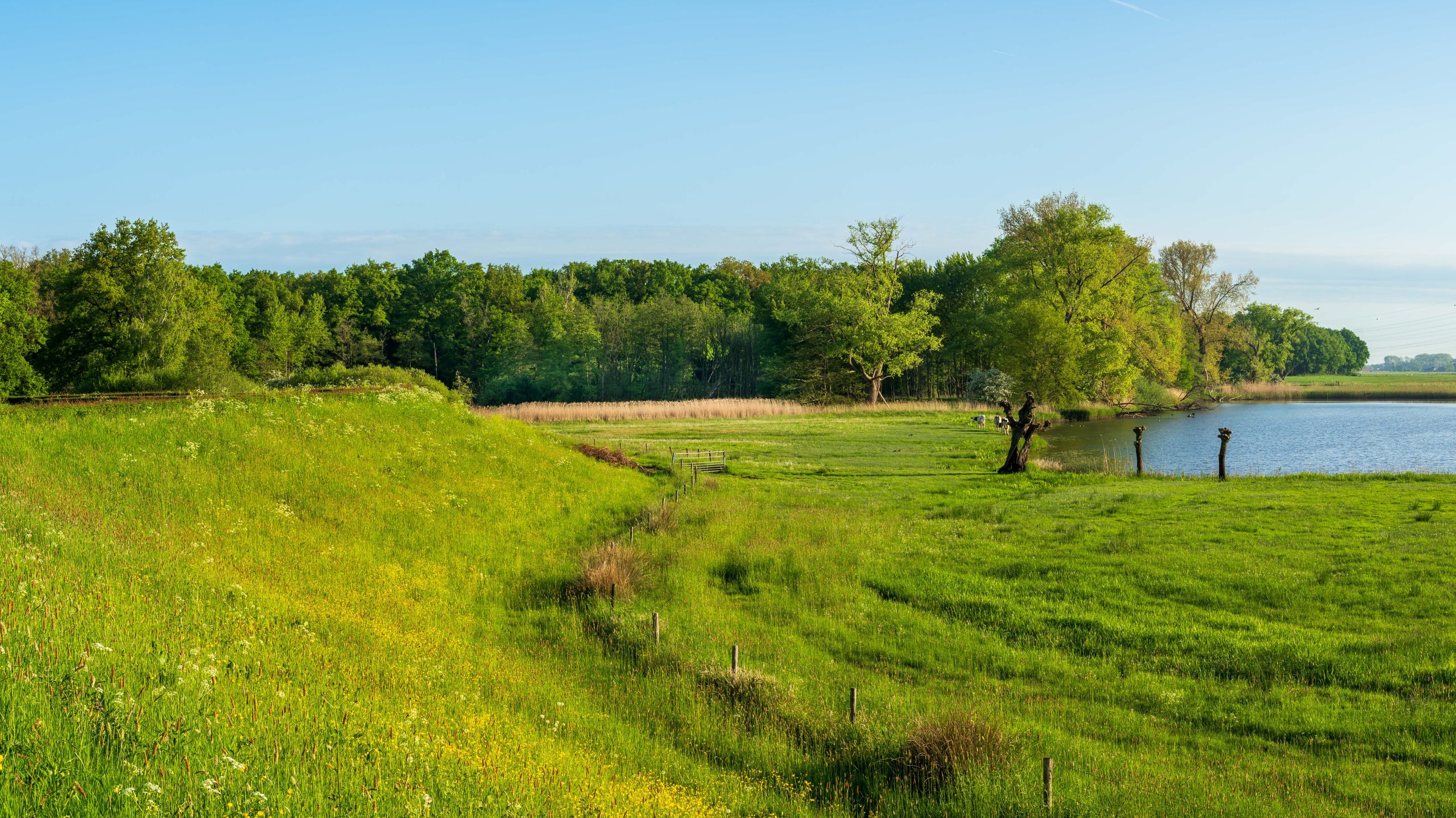 dijk en uiterwaarden in Klooster Hulsbergen, in de zomer