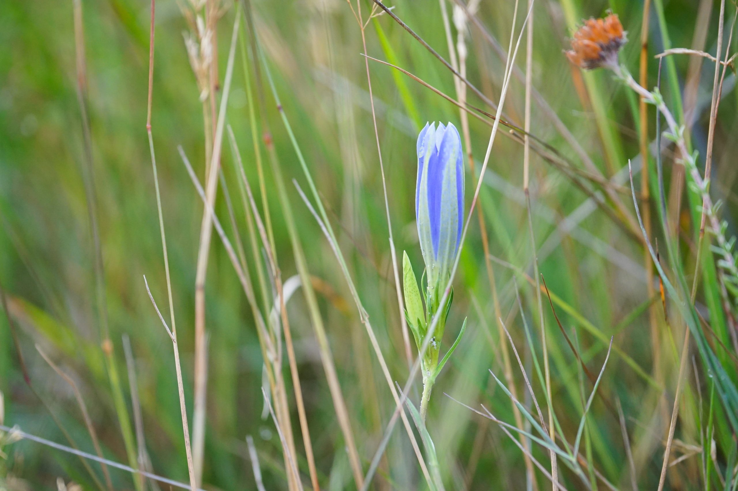 klokjesgentiaan in natuurgebied Tongerense Heide