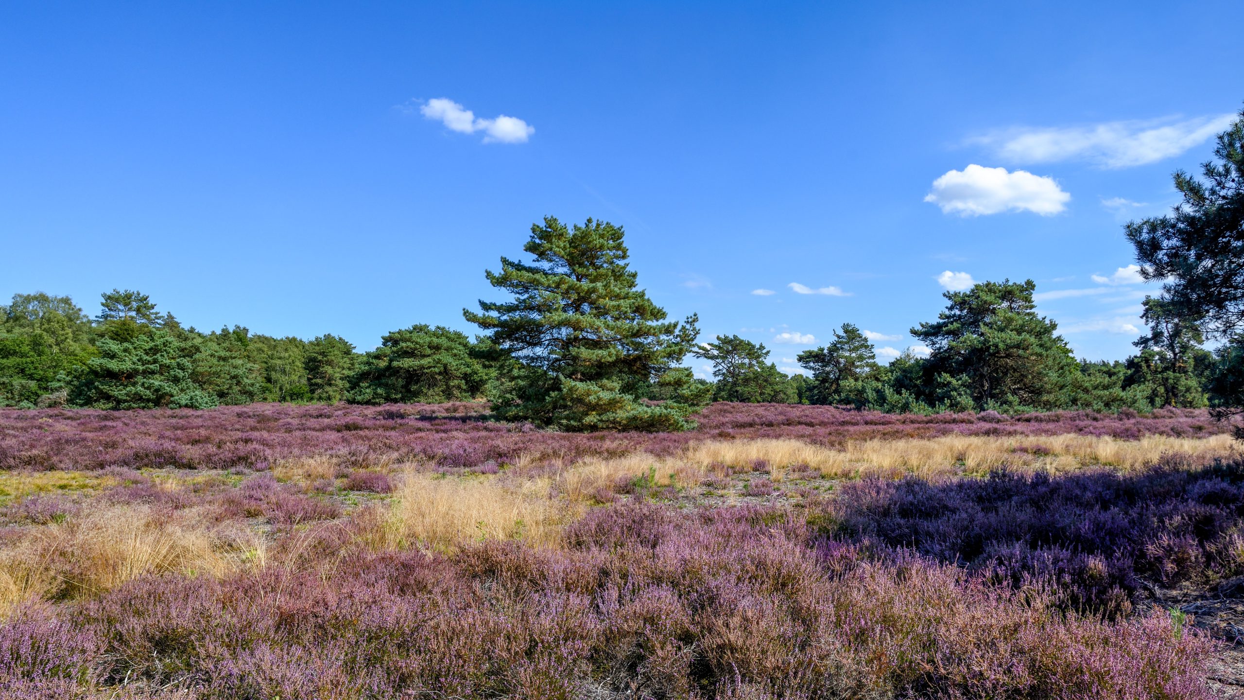 Bloeiende heide Wilde Kamp