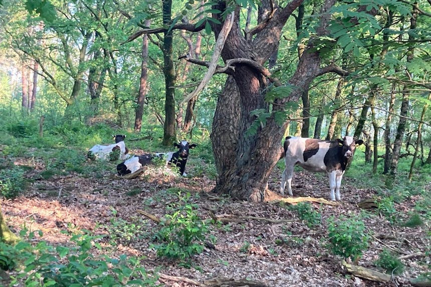 Drie heidekoeien in het bos.