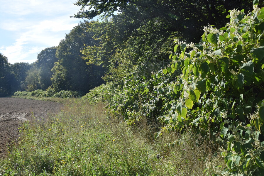 woekerende planten op landgoed Zlverberg, voor bestrijding
