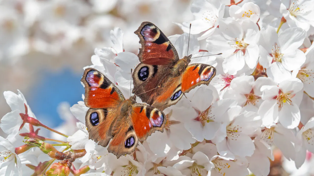 Close-up van twee dagpauwogen (vlinder) die op witte bloesem zitten.
