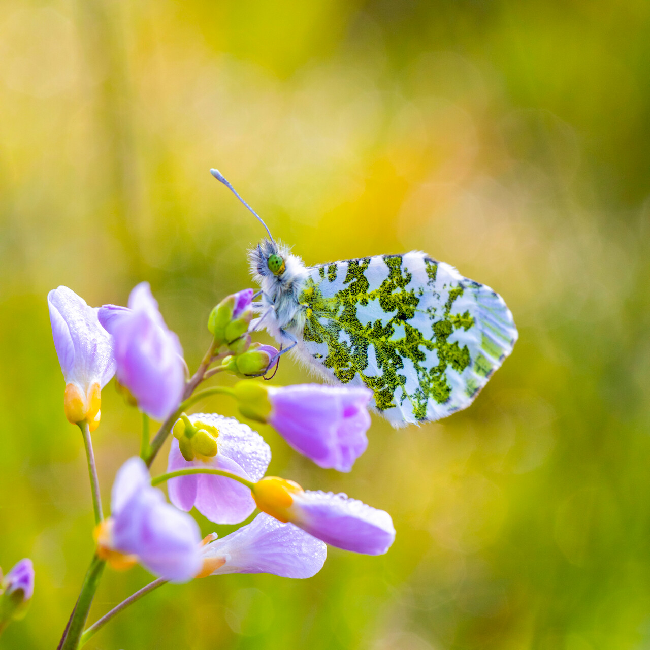 Bergharen; vlinder met wit-geelgroene vleugels op een paarse bloem